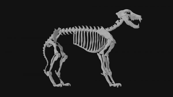Wolf skeleton 3d model