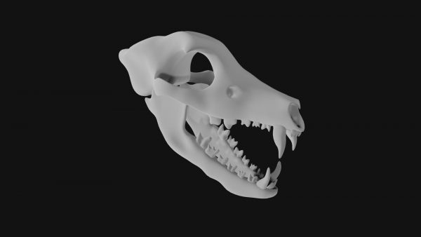 Wolf skull 3d model