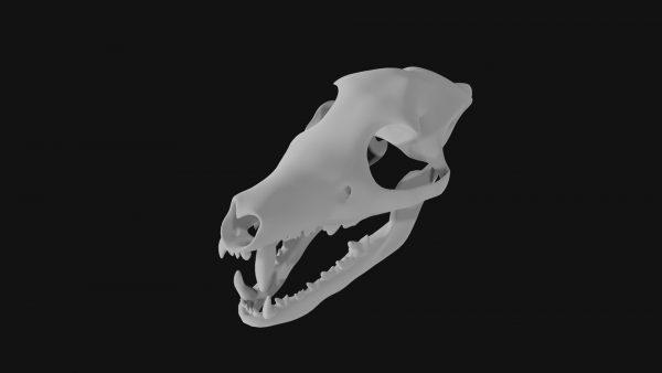 Wolf skull 3d model