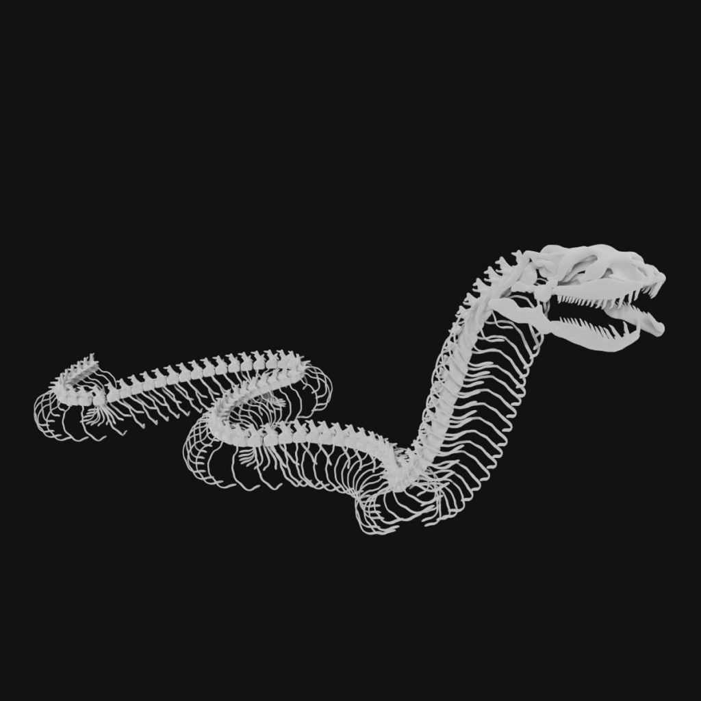 Anaconda skeleton 3d model Low Poly - Team 3d Yard