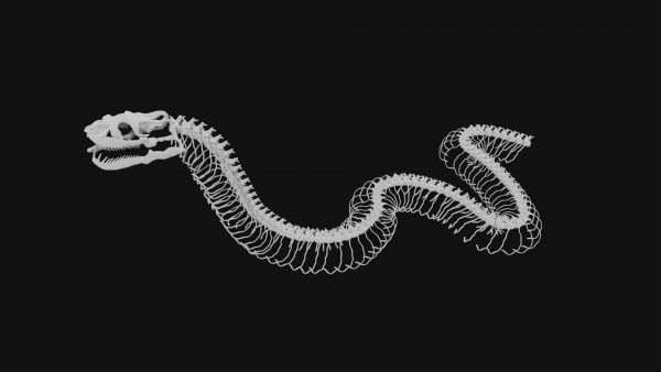 Anaconda skeleton 3d model