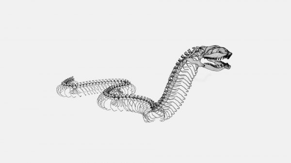 Anaconda skeleton 3d model