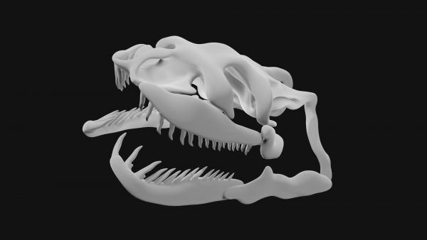Anaconda skull 3d model