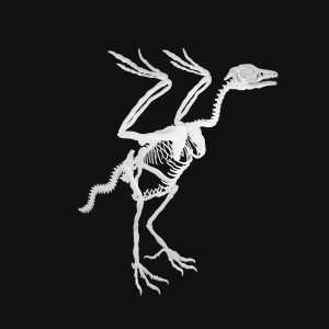 Archaeopteryx skeleton 3d model