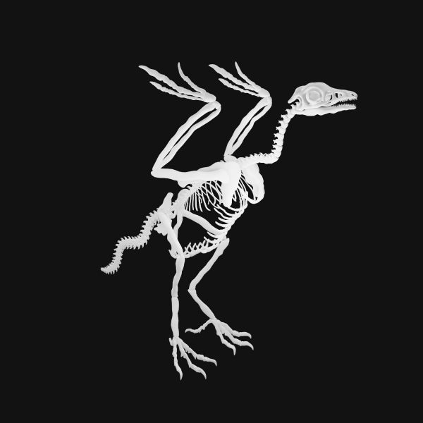 Archaeopteryx skeleton 3d model