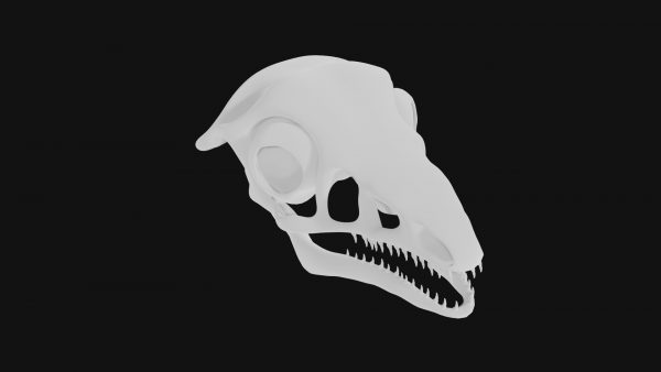 Archaeopteryx skull 3d model