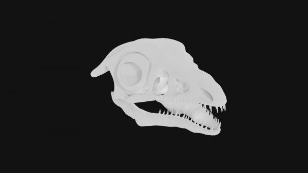Archaeopteryx skull 3d model