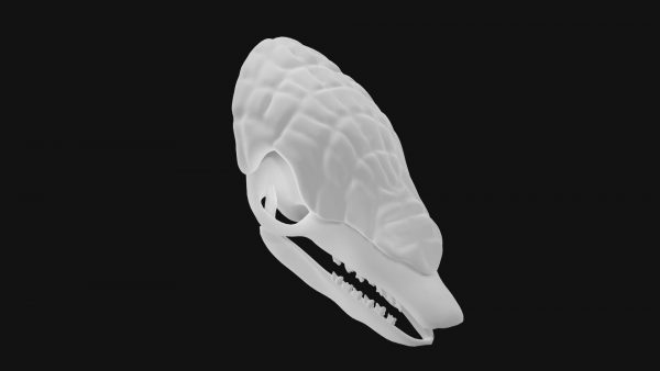 Armadillo skull 3d model
