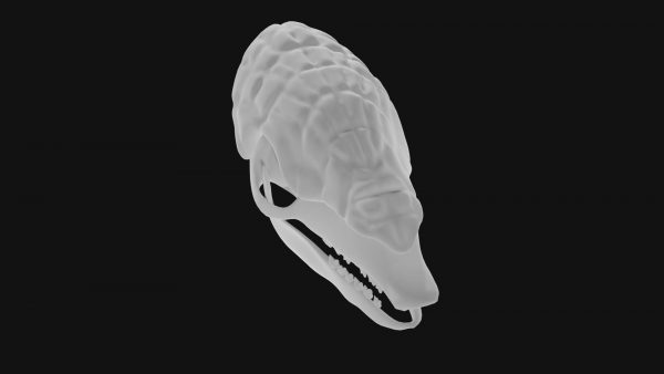 Armadillo skull 3d model