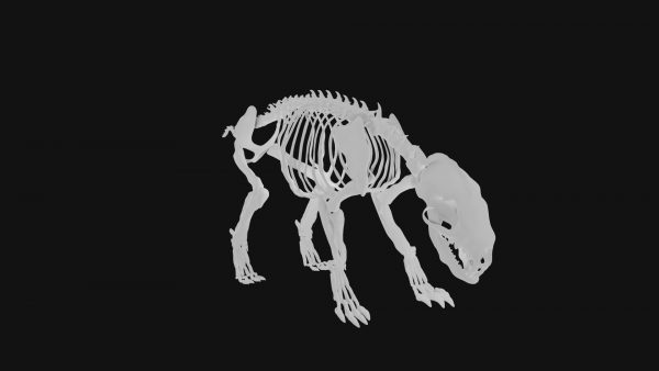 Badger skeleton 3d model