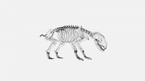 Badger skeleton 3d model