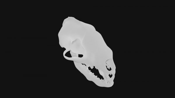 Badger skull 3d model