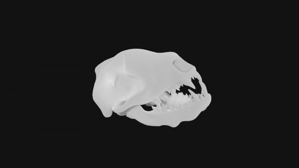 Badger skull 3d model