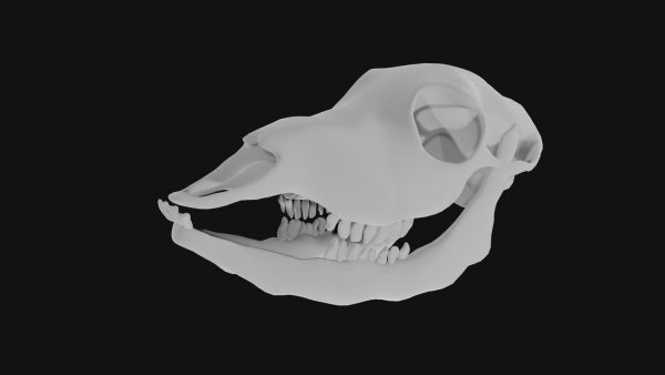 Doe skull 3d model