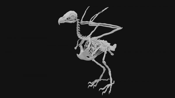 Eagle skeleton 3d model