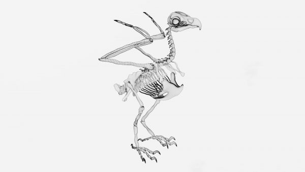 Eagle skeleton 3d model