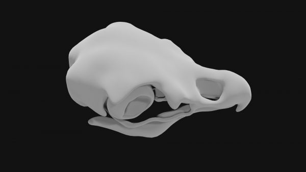 Eagle skull 3d model