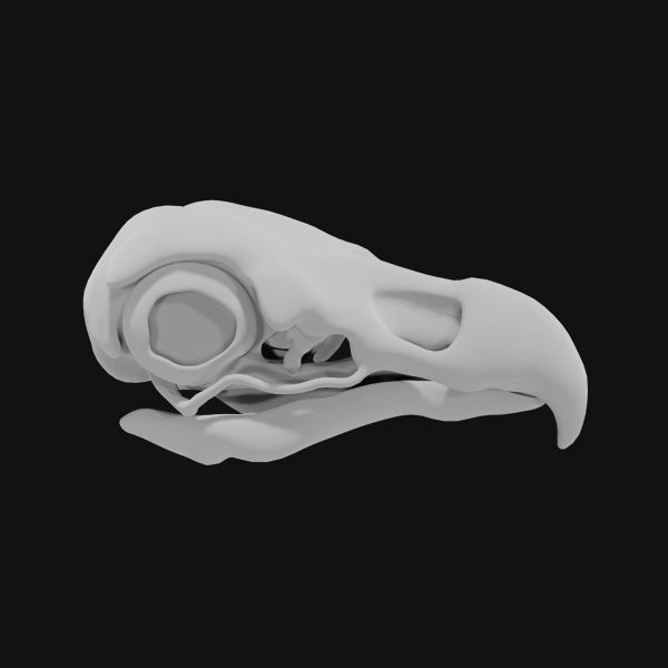 Eagle skull 3d model