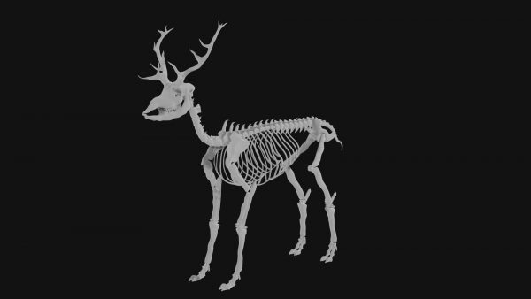 Elk skeleton 3d model