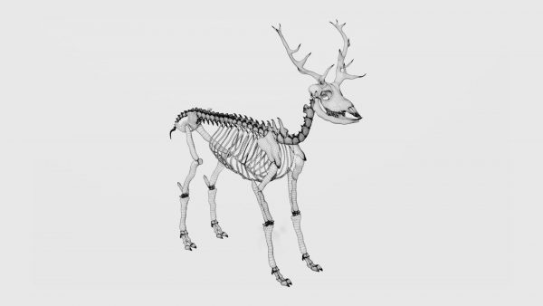 Elk skeleton 3d model