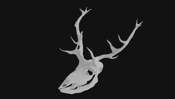 Elk skull 3d model
