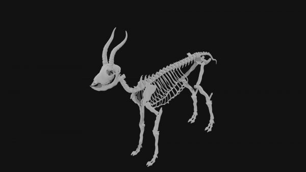 Gazelle skeleton 3d model