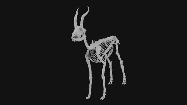 Gazelle skeleton 3d model