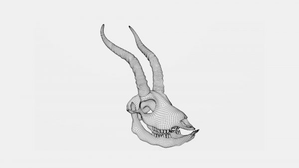Gazelle skull 3d model