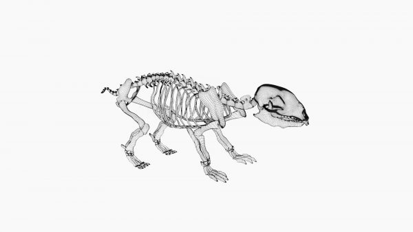 Hedge hog skeleton 3d model