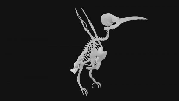 Hummingbird skeleton 3d model