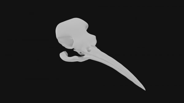 Hummingbird skull 3d model