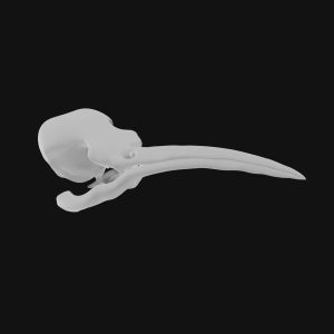 Hummingbird skull 3d model