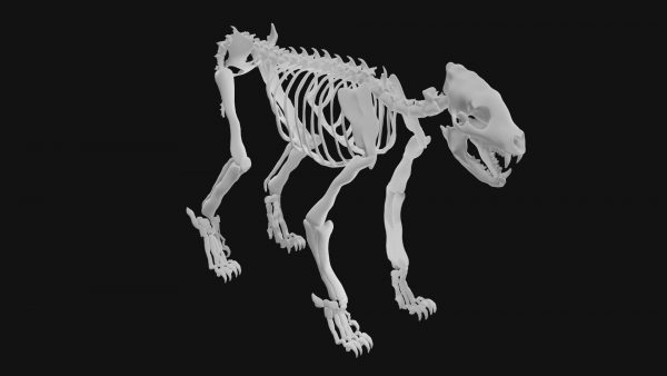 Hyena skeleton 3d model