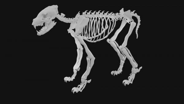 Hyena skeleton 3d model