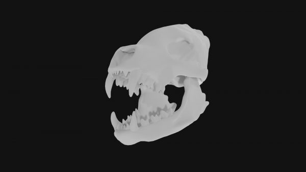 Hyena skull 3d model