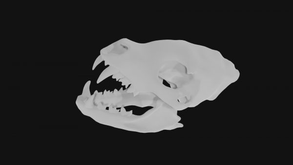 Hyena skull 3d model