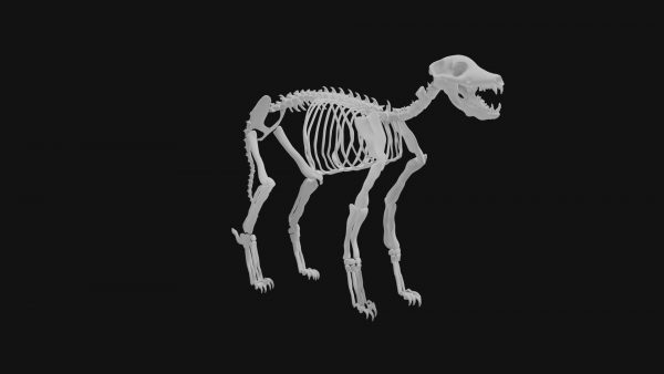 Jackal skeleton 3d model