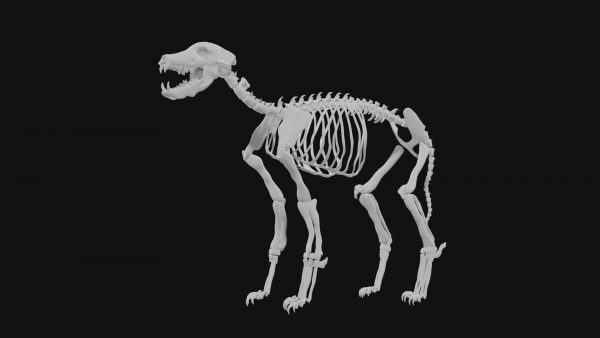 Jackal skeleton 3d model