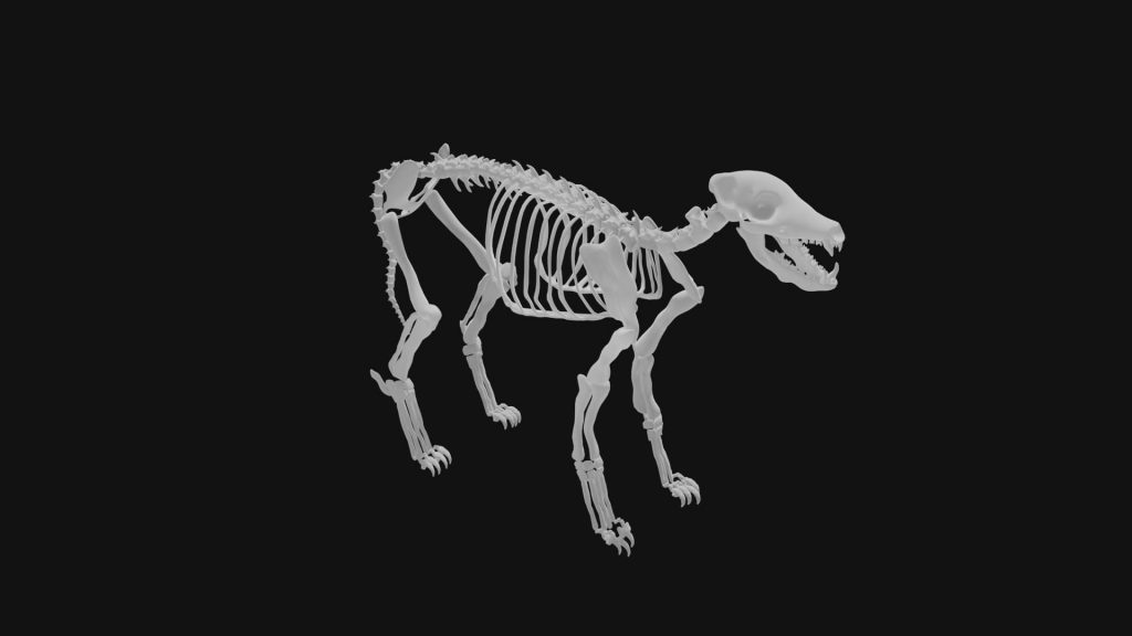 Jackal Skeleton 3d Model Low Poly - Team 3d Yard