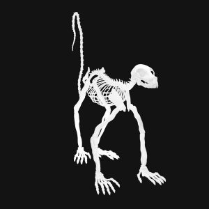 Lemur skeleton 3d model