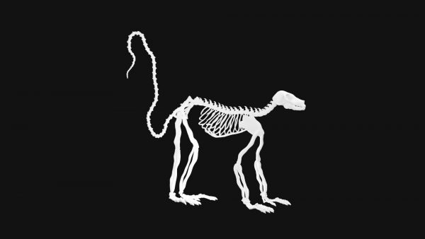 Lemur skeleton 3d model