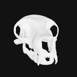 Lemur skull 3d model
