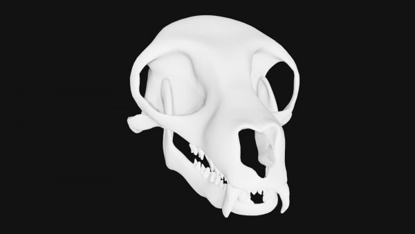 Lemur skull 3d model