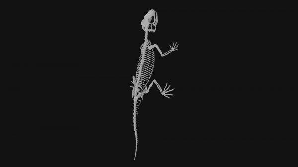 Lizard skeleton 3d model