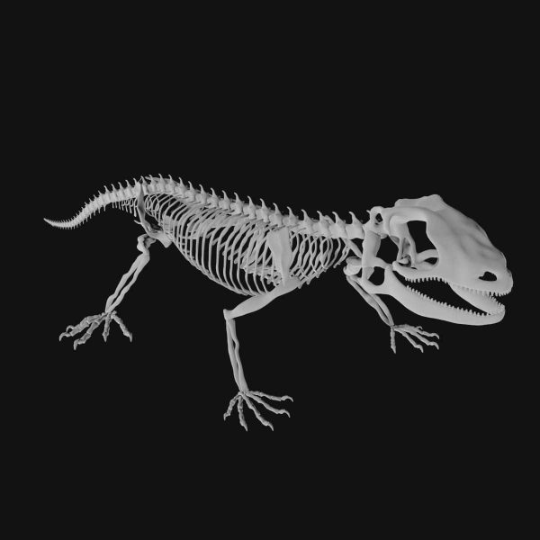Lizard skeleton 3d model