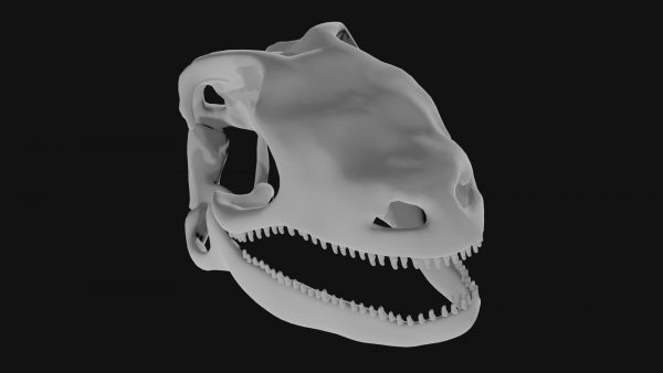 Lizard skull 3d model