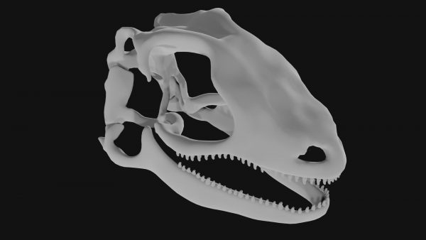 Lizard skull 3d model