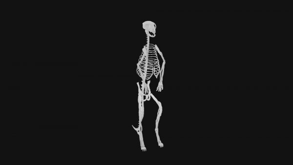 Meerkat skeleton 3d model