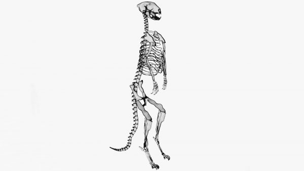 Meerkat skeleton 3d model