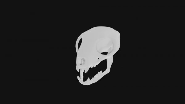 Meerkat skull 3d model